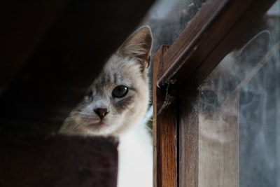 猫在透明玻璃墙上的倒影